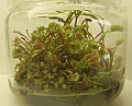 Dionaea muscipula 4